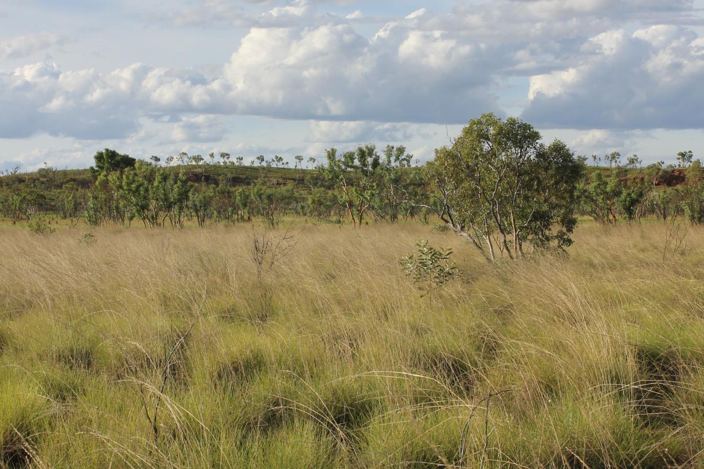 Understanding the Expansion of Australian Vegetation 