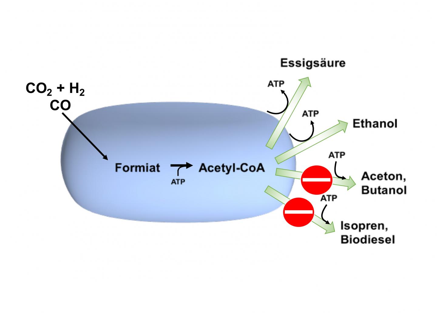 mit-bakterien-wertstoffe-aus-kohlendioxid-gew-eurekalert