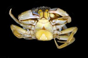 Shorecrab (Carcinus maenas) with yellow sack of the parasite (Sacculina carini)