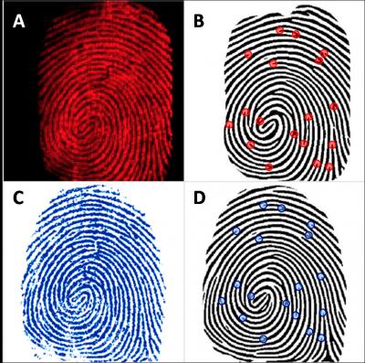 Technique Reveals Fingerprint's Chemical Makeup