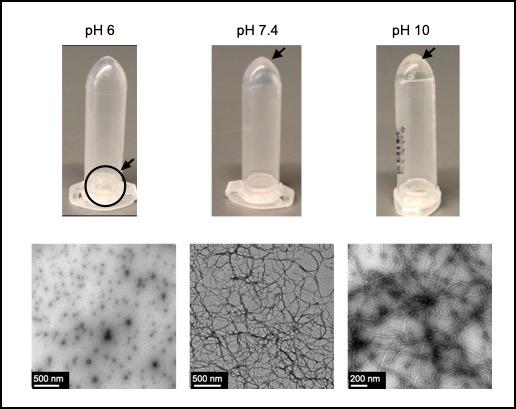 Self-assembly of hydrogels from coiled-coil protein, Q, at different pH levels