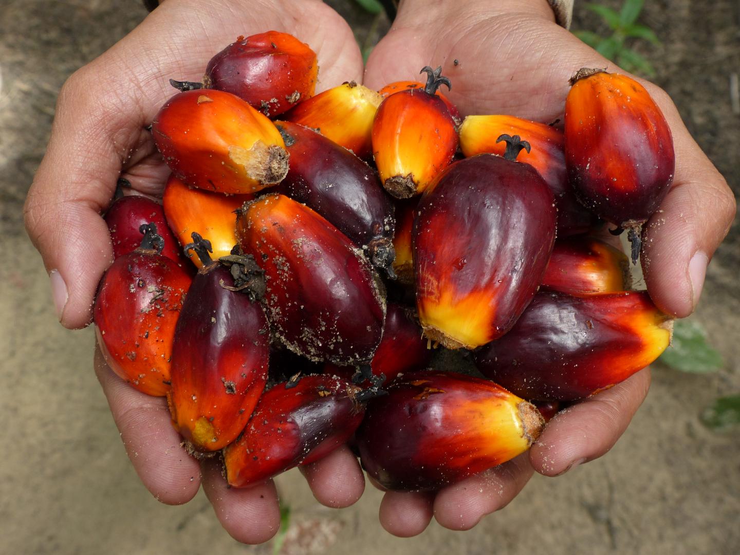 Cupped hands holding oil palm fruits