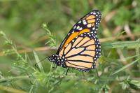 Monarch Butterfly About To Depart On Autumn Migration From Michigan, United States