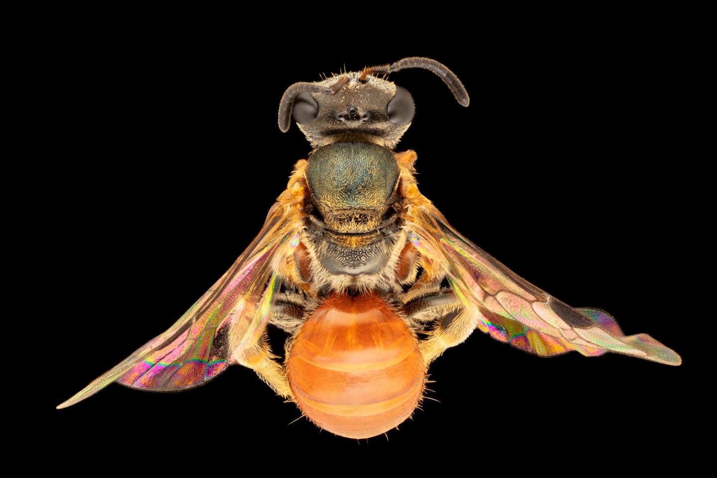 Homalictus tatei, an eyecatching though uncommon Australian native bee