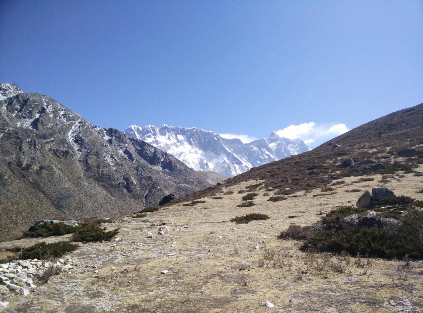 Subnival Vegetation in the Himalayan Region (3 of 3)