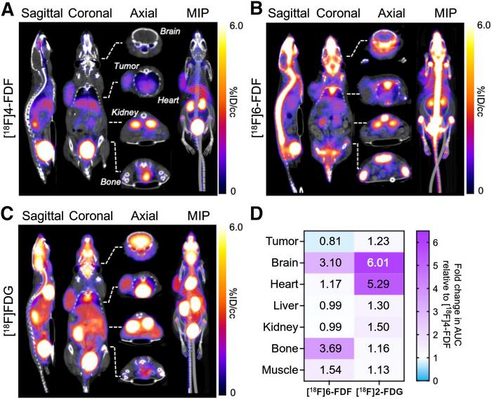 Comparative PET/CT imaging in heterotopic HepG2 xenograft mouse model.