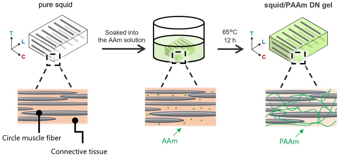 Preparation of the squid-synthetic polymer double-network gel