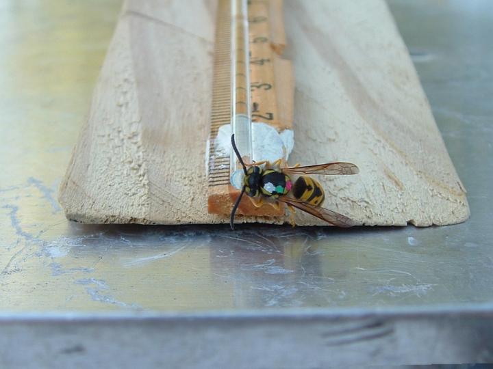 German Yellowjacket Wasp