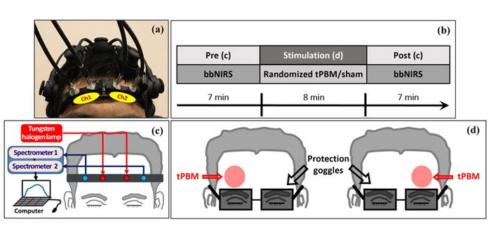 Noninvasive transcranial photobiomodulation (tPBM) experimental setup.