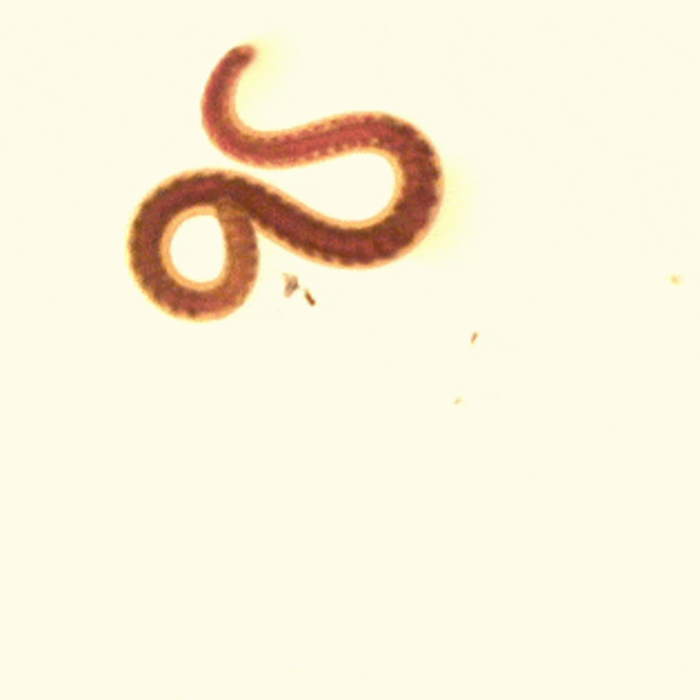 Worm swimming in a figure-8 motion