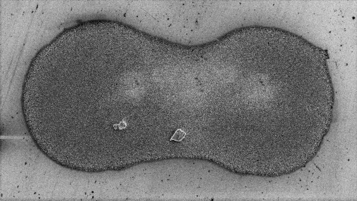 A pair of inkjet printed droplets with silver nanoparticles