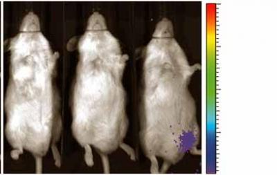 Firefly Genes Allow Testing of New Therapy Against Lymphoma 3 (of 3)
