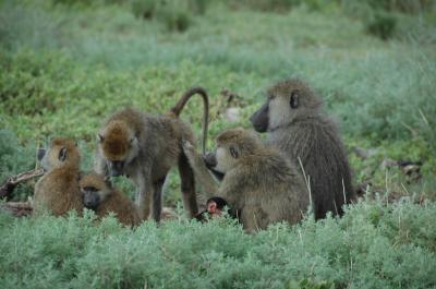 Supportive Moms and Sisters Boost Female Baboon's Rank