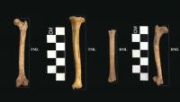 Bones of foxes used in analysis. From left to right: femur, tibia, radius, and humerus.