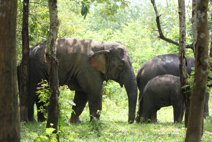 Elephants strive to cooperate with allies, until the stakes get too high