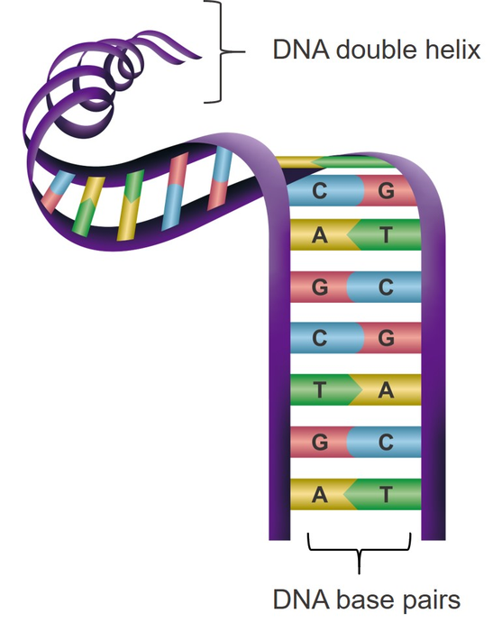 Base pairing in a dna double h image eurekalert science news releases