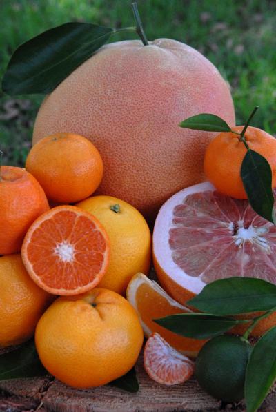 Selection of Pummelo, Mandarin and Orange Fruits