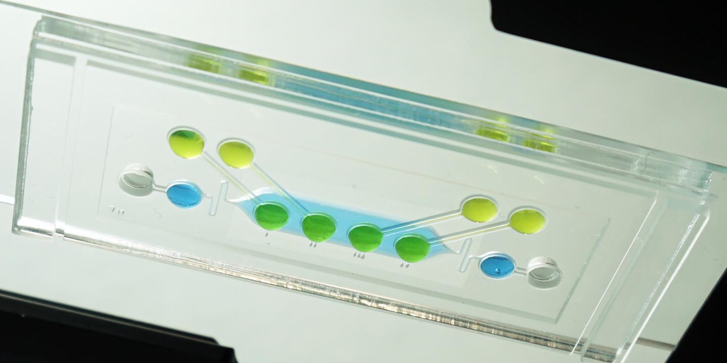 The chip hosting embryonic tissue