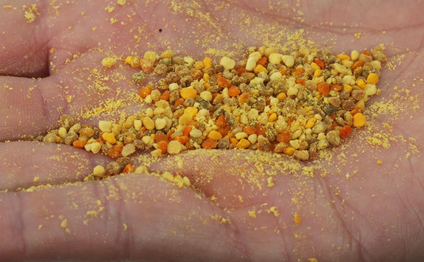 Pollen Balls Created by Honeybees in Corn Belt