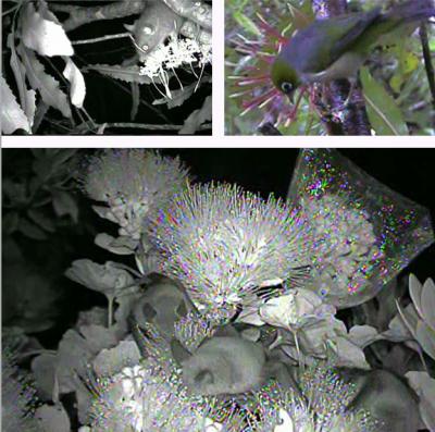 Native/Non-Native Composite