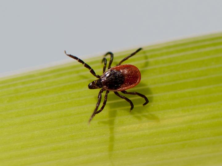 Tick on Blade of Grass