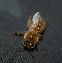 Varroa Mite -- Adult Bee