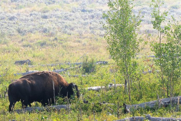 A bison bull breaking aspen saplings and eating aspen in the Lamar Valley in northern Yellowstone National Park. Overstory aspen trees have died and fallen to the ground as seen in the photo, and tall saplings have grown since the early 2000s. Broken stem