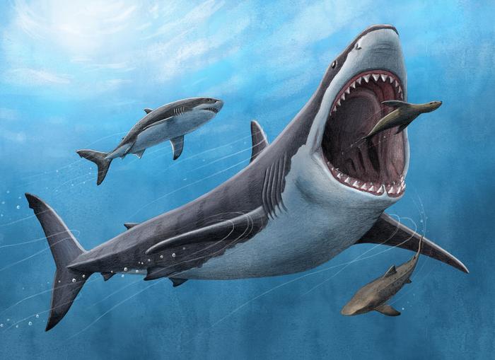 Commissioned Megalodon Illustration for PNAS