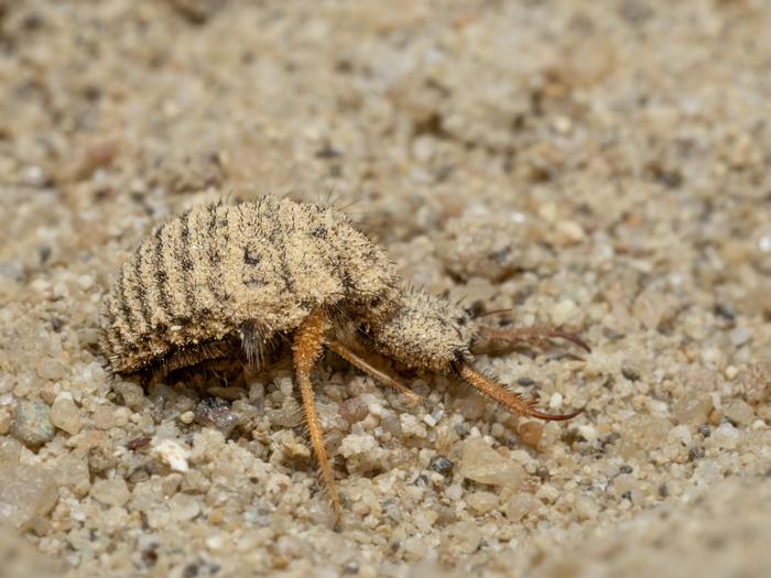 antlion Euroleon nostras