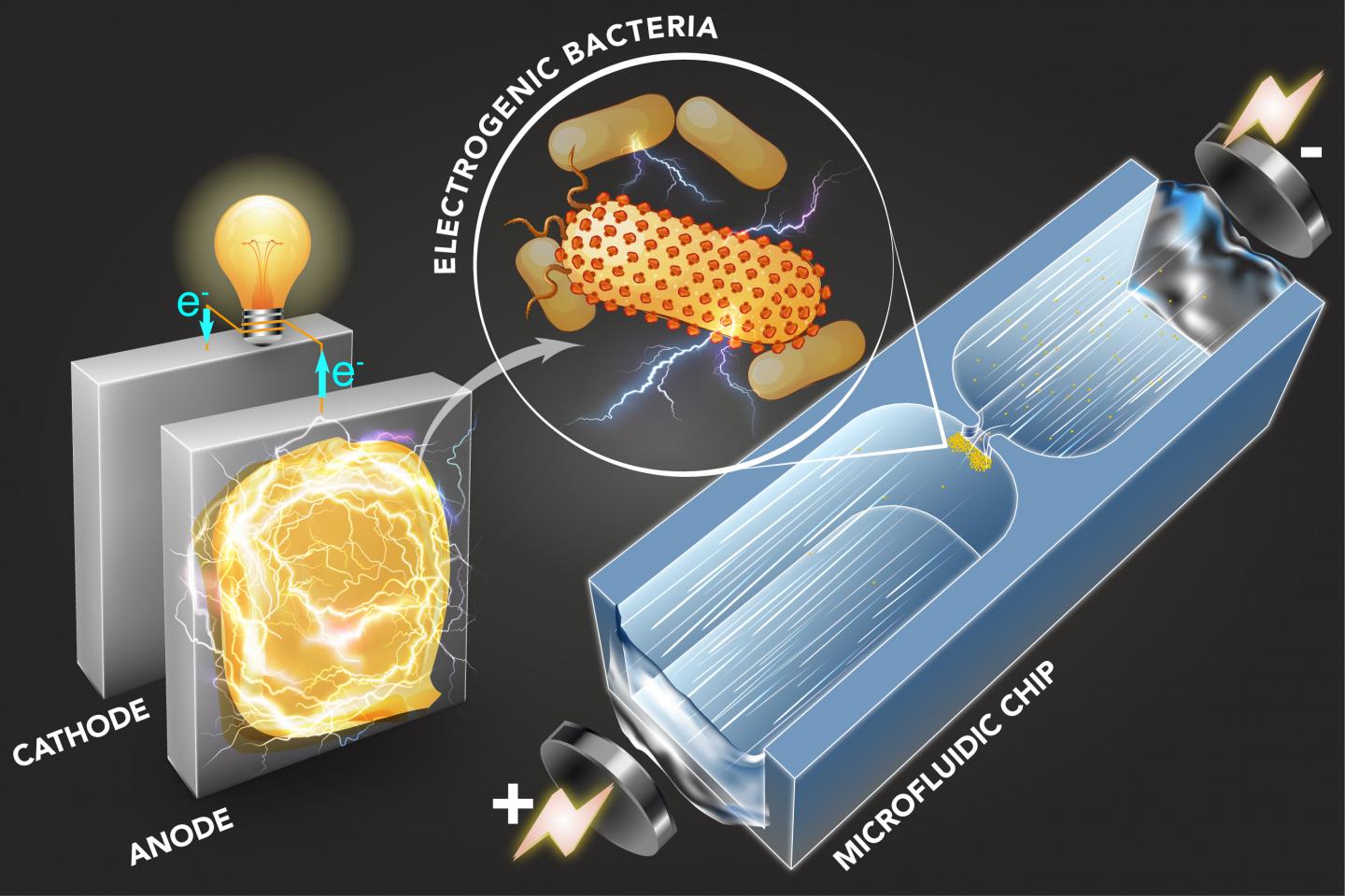 Electric Bacteria