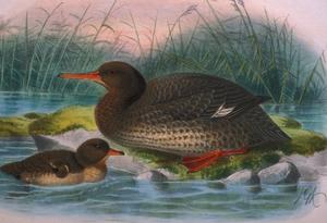 An artistic reconstruction of the Auckland Island merganser