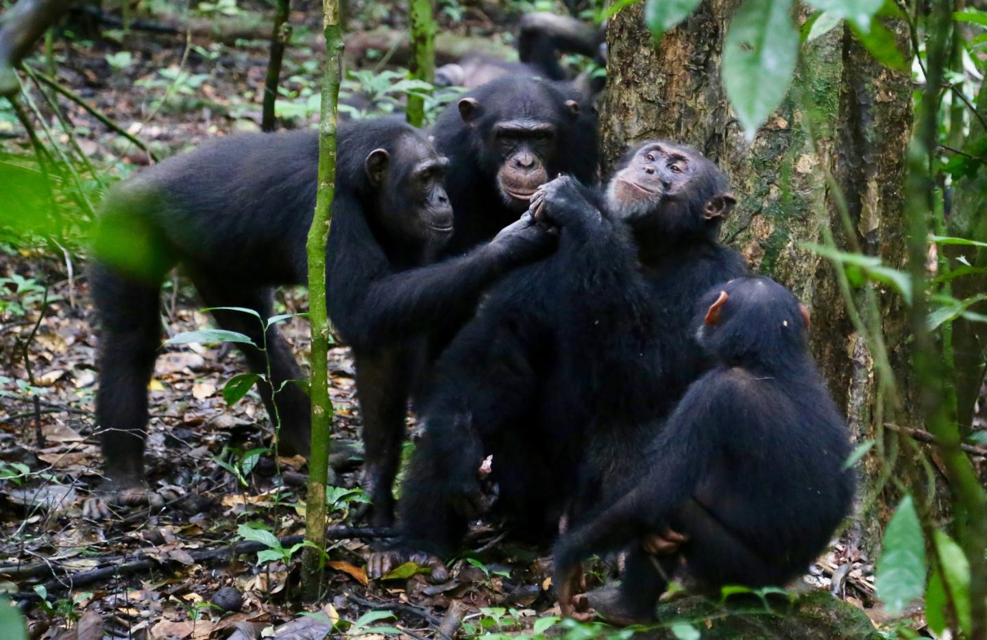 Chimpanzees at Tai National Park, Ivory Coast