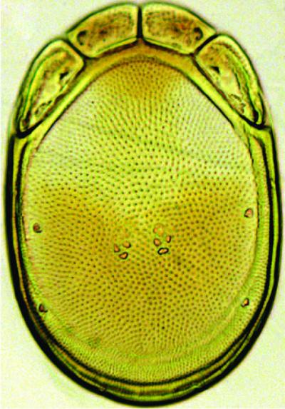 <i>Torrenticola kimichungi</i>