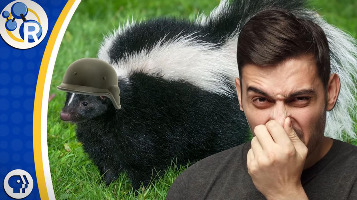 How To Get Rid of That Skunk Smell?