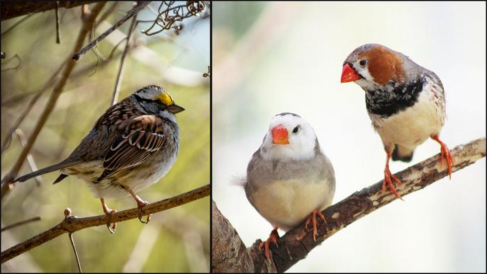 Junk DNA from birds is key to improved gene delivery