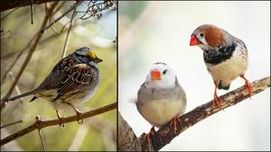 Junk DNA in birds may hold key to safe, effic - Vimarsana News