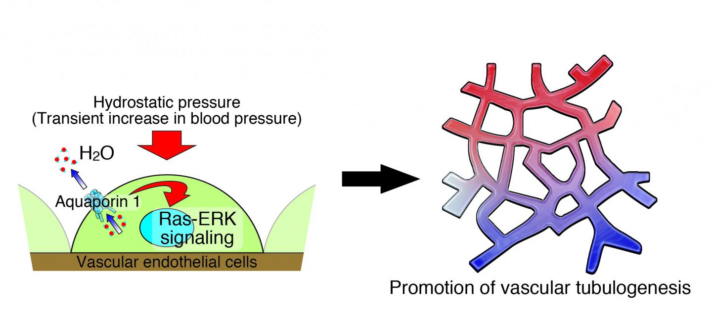 Transient Increase in Blood Pressure Promotes Some Blood Vessel Growth