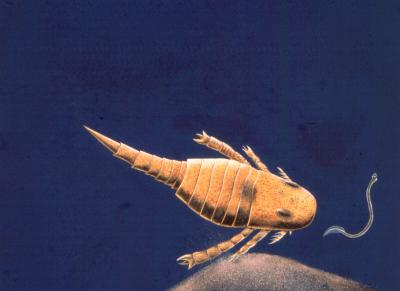 Eurypterid (2 of 2)
