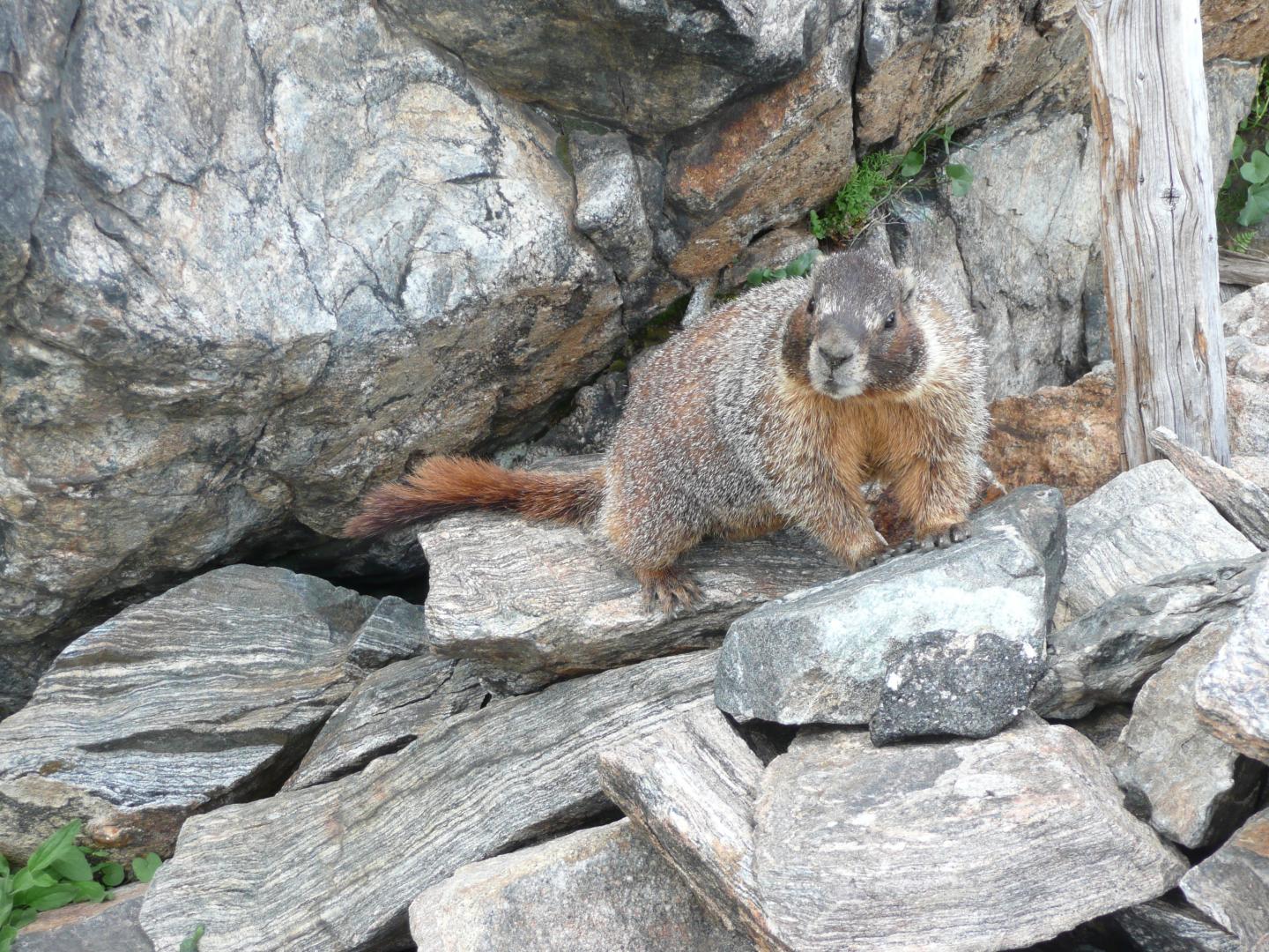 Yellow-bellied marmot