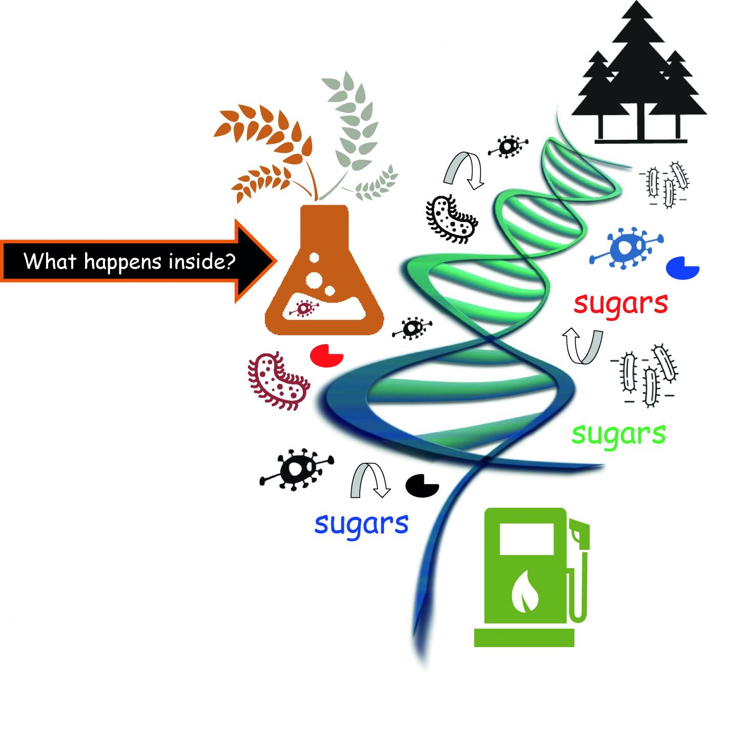 What Happens Inside of a Plant Biomass-Degrading Microbial Consortium?