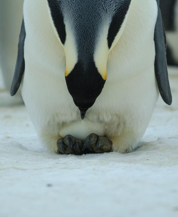 A new detoxification pathway for mercury in penguins