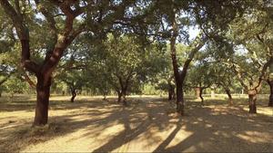 Field of cork oaks