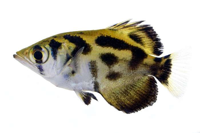 Clouded archerfish  (Toxotes blythii)