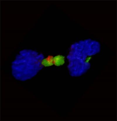 FGFR-TACC Fusion Protein