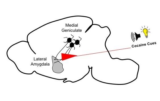 Rat Brain Circuits that Associate Cocaine Use with External Cues