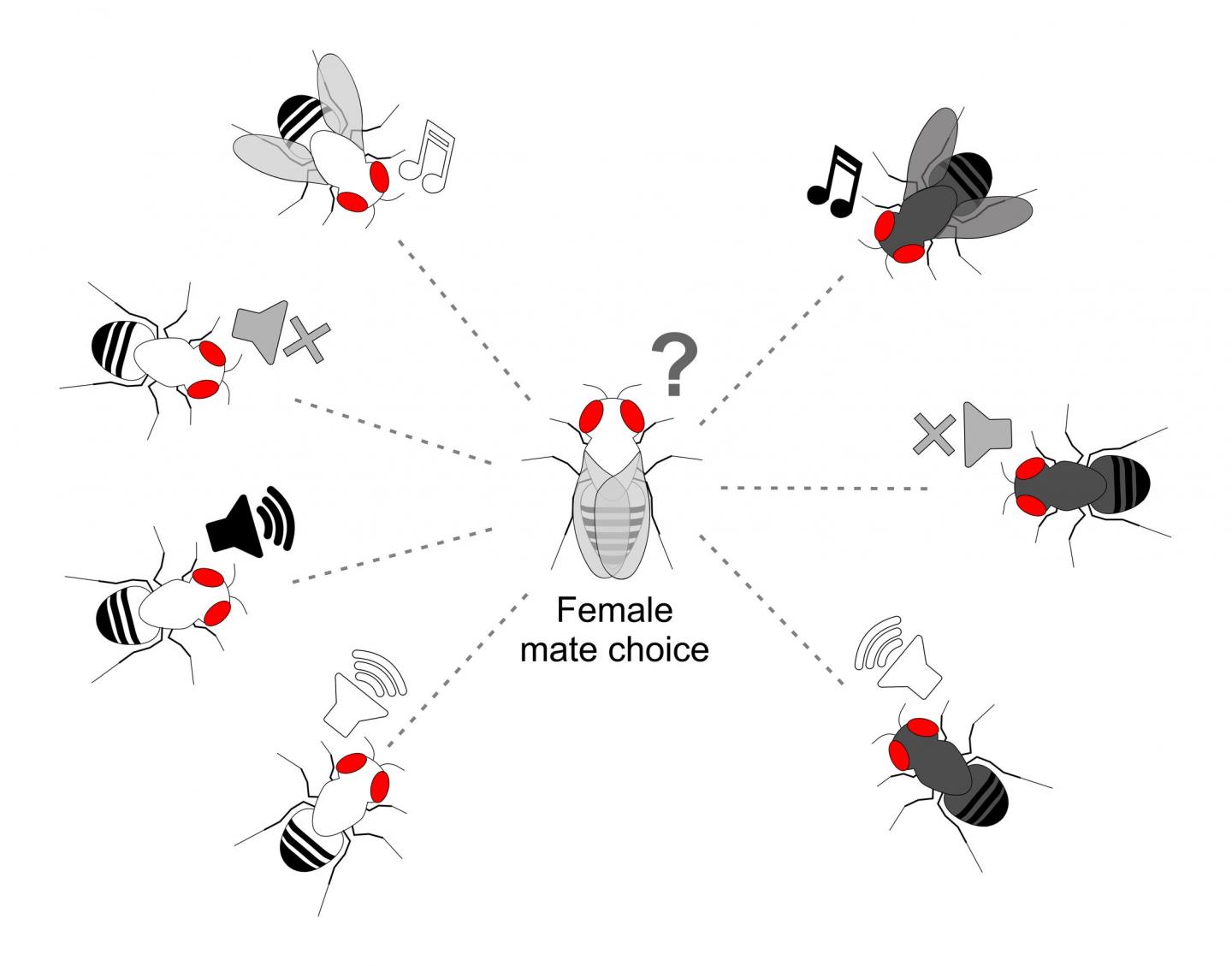 <i>Drosophila Buzzatii</i> Cluster Fruit Fly Females may use Courtship Songs to Pick Same-Species Ma