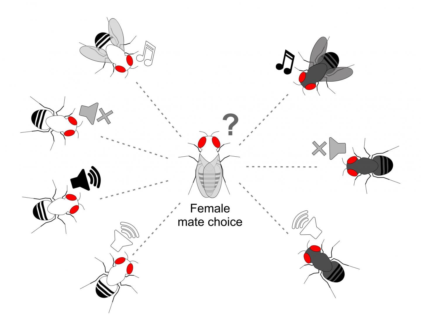 New study reveals how male fruit fly decides to court or ignore