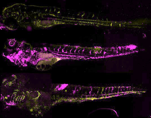Competition of two infections (purple and yellow) in zebrafish larvae showing how infection spreads