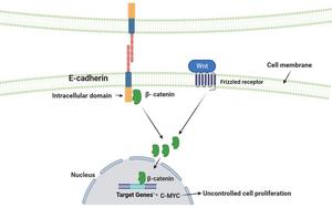 Role of E-cadherin molecule as cell adhesion molecule and tumour suppressor gene.