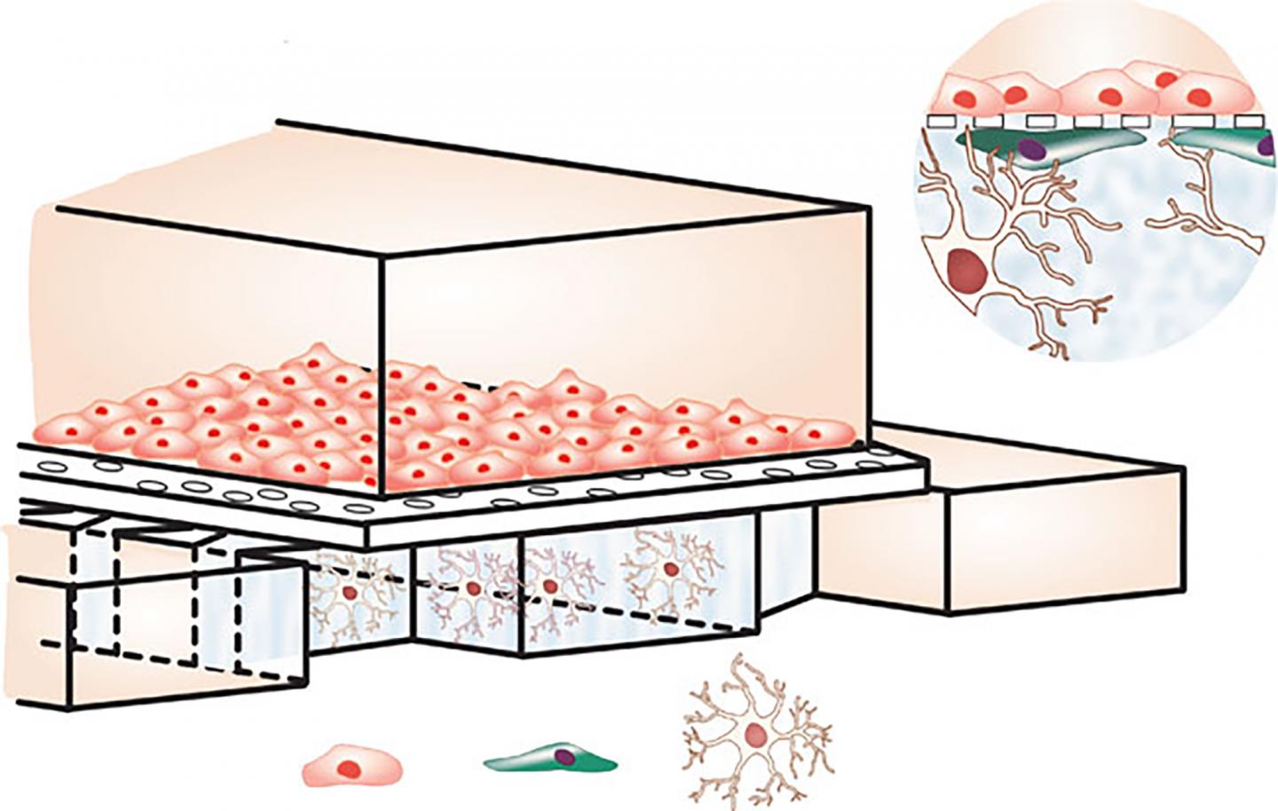 Blood-Brain Barrier on a Chip Illustration